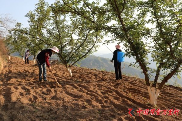 甘肃礼县雷王乡推进经济社会高质量发展见闻：雷王山下织锦绣